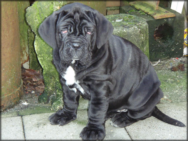 mastino napoletano: Yasmin de Azzurra